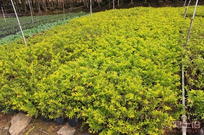 【黃金葉種植基地、基地直銷、質優價廉】綠化苗木,價格,廠家,供應商,花木,龍海市東泗興輝園藝場 - 產品庫