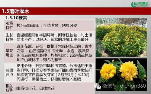 綠城集團園林軟景苗木圖譜與綠化應(yīng)用